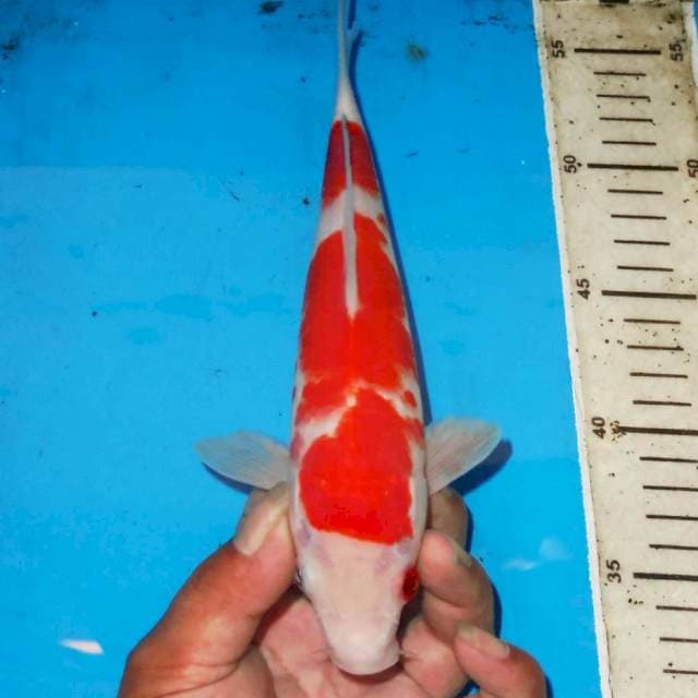 KOHAKU SIMETRIS