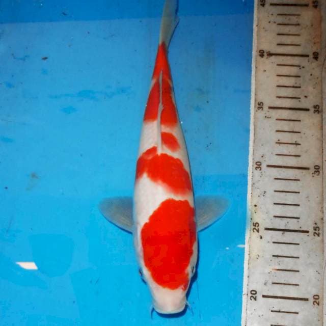 27cm KOHAKU