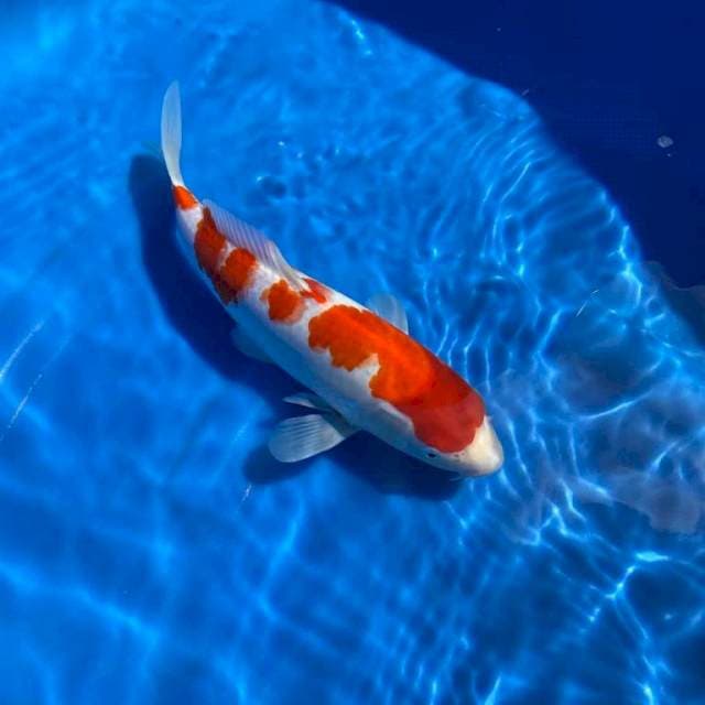 Kohaku 30cm