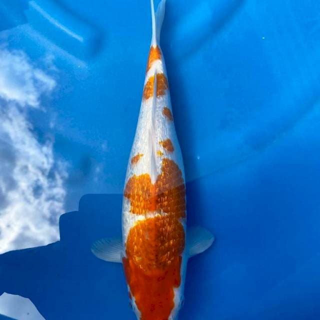 Kohaku Ginrin 33cm