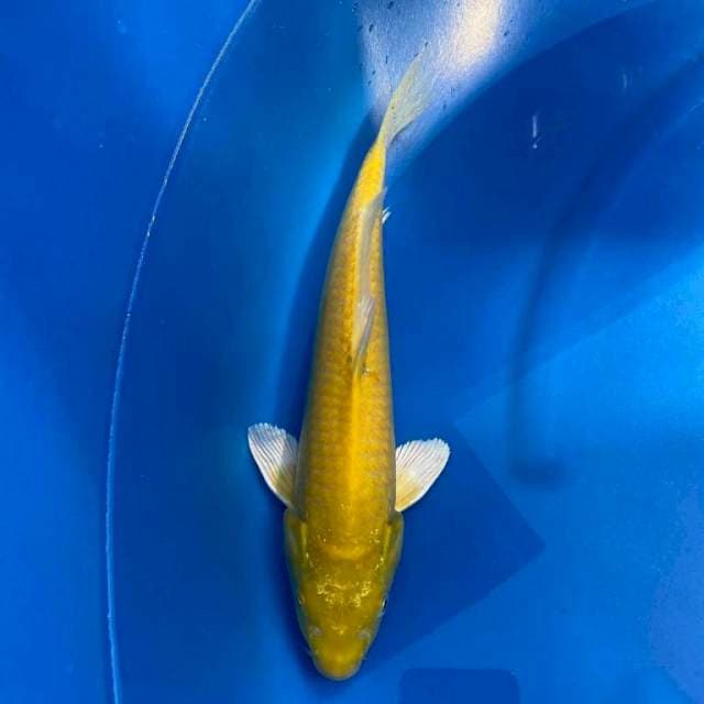 Karashi Metalic 31cm