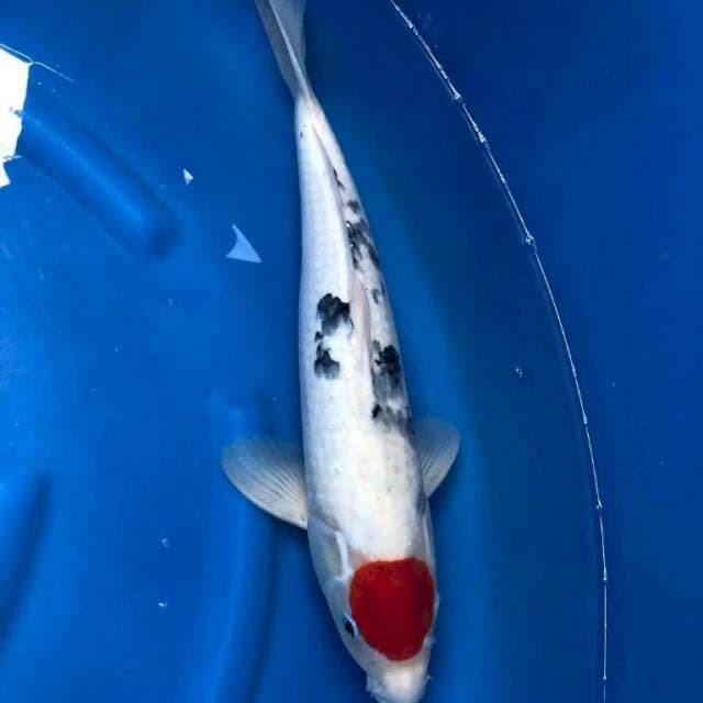 Tancho Sanshoku 49cm