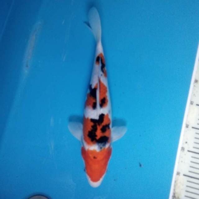 Sanke 37 cm