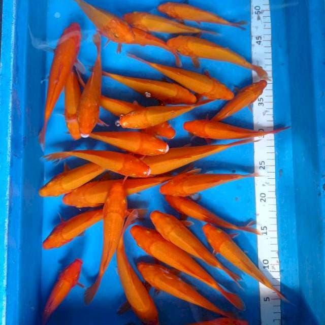 Rombongan cabe2an 35ekor
