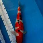 KAISAR KOI - JUMBO TOSAI SANKE 40CM