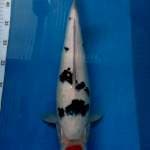 KAISAR KOI - JUMBO TOSAI TANCHO SANKE 40CM