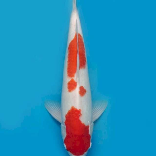 KAISAR KOI - JUMBO TOSAI KOHAKU - 46CM