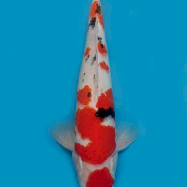 KAISAR KOI - JUMBO TOSAI SANKE - 38CM