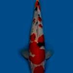 KAISAR KOI - JUMBO TOSAI SANKE - 38CM