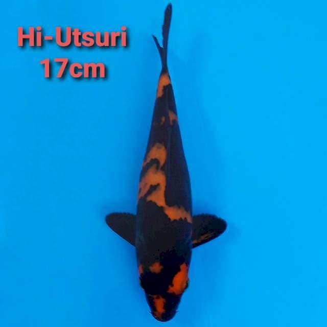 F1 Hi-utsuri 17cm