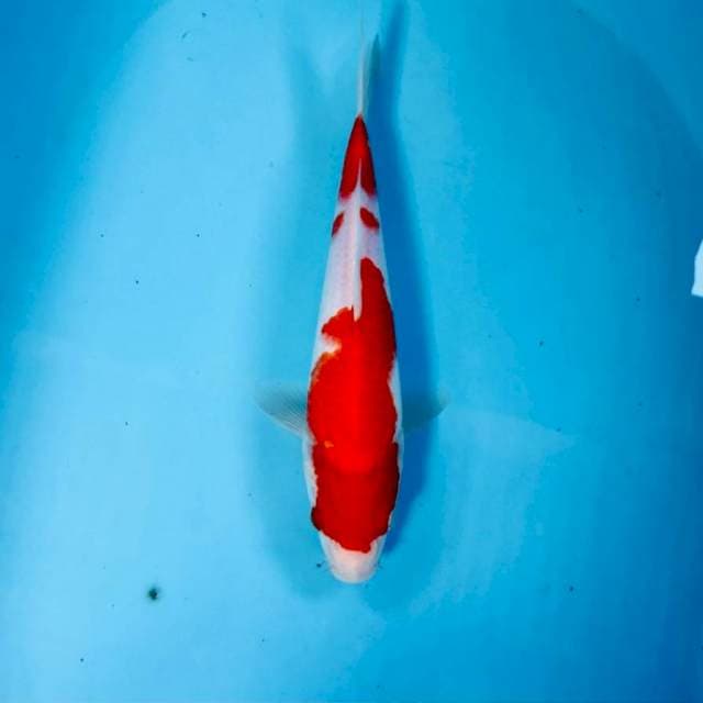Kohaku, 28 cm