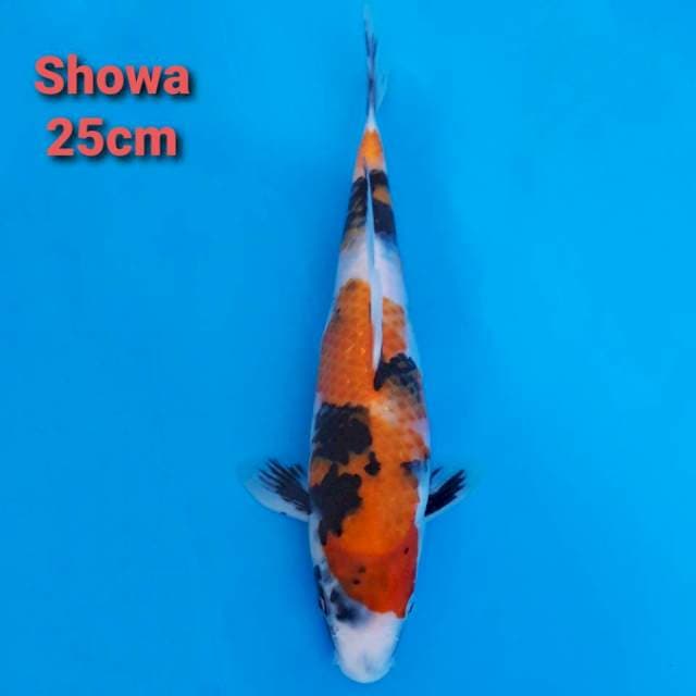 F1 Showa Sanshoku 25cm