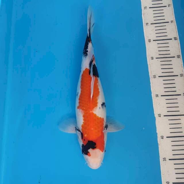 Showa motogoro 40cm