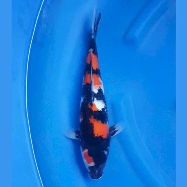 Showa Punuk 36cm