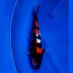 Showa Punuk 36cm