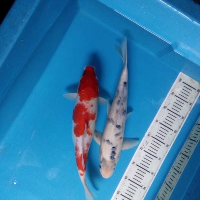 Mix koi 2 ekor