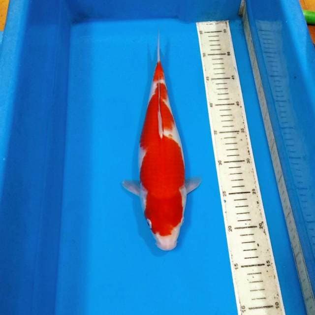 Kohaku cantik 35cm
