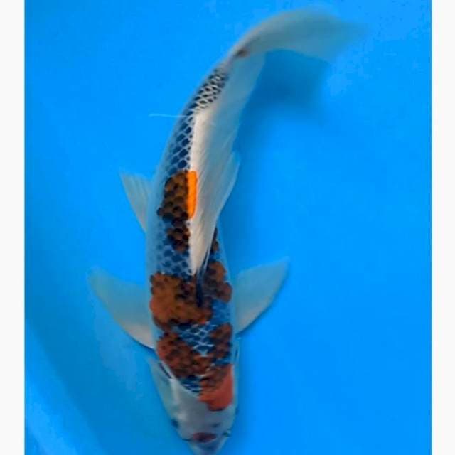 Goshiki kumpay