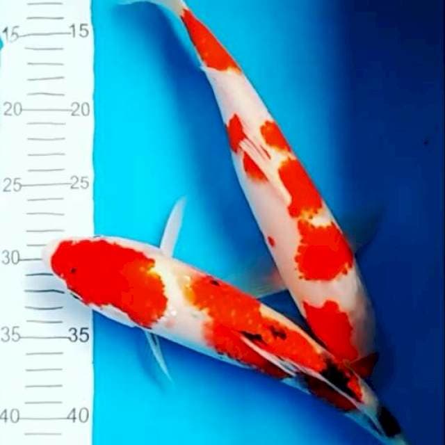 Kohaku sanke 33 cm & 31 cm