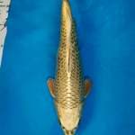 Golden Mukashi Bulky F1 Marudo