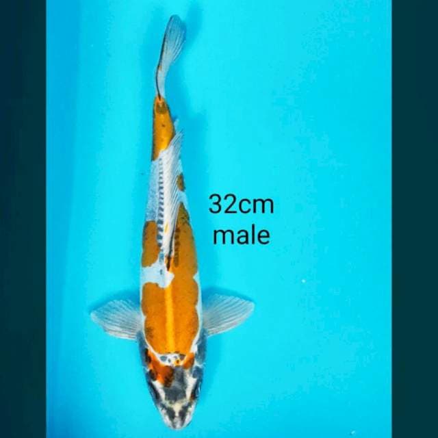 Kikokuryu 32cm male