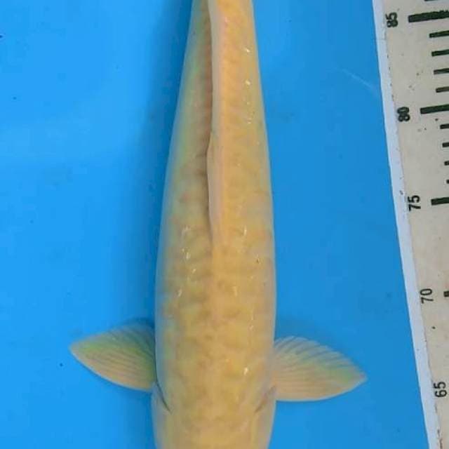 Chagoi aragoke 40cm