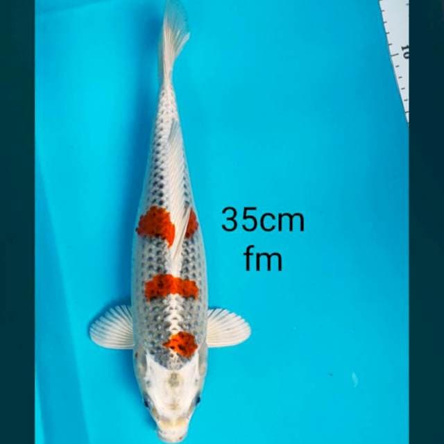 Kujaku 3 step 35cm