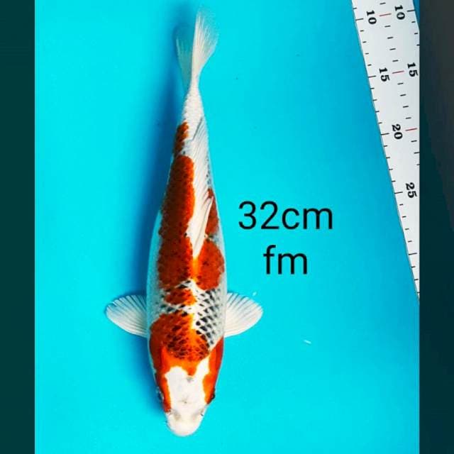 Good kujaku punuk 32cm