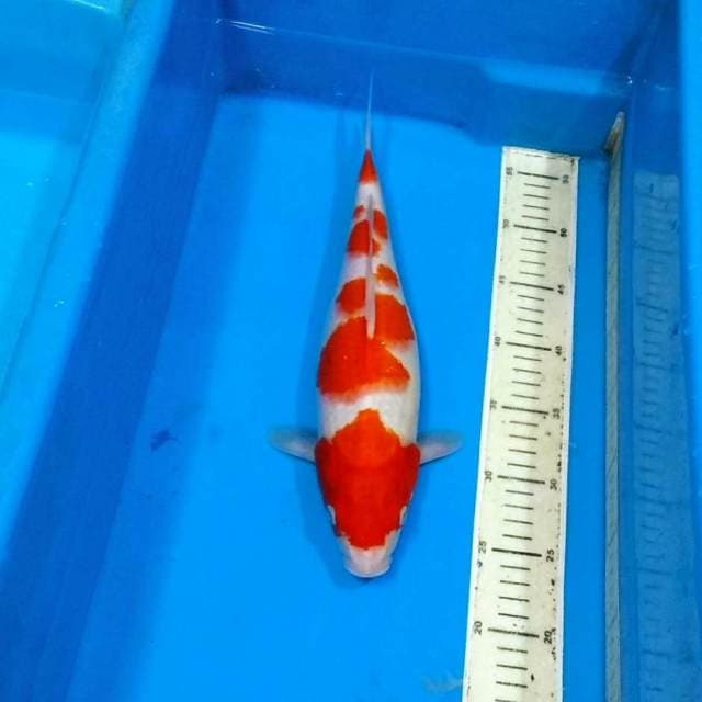 Origami kohaku 