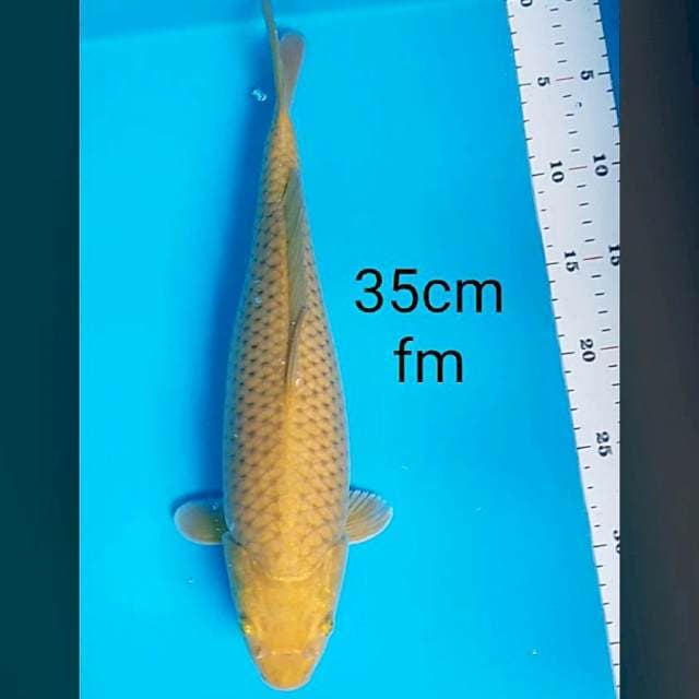 Midori good body 35cm