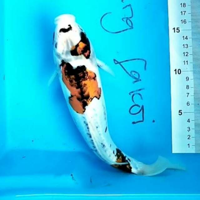 Kiko 27 cm