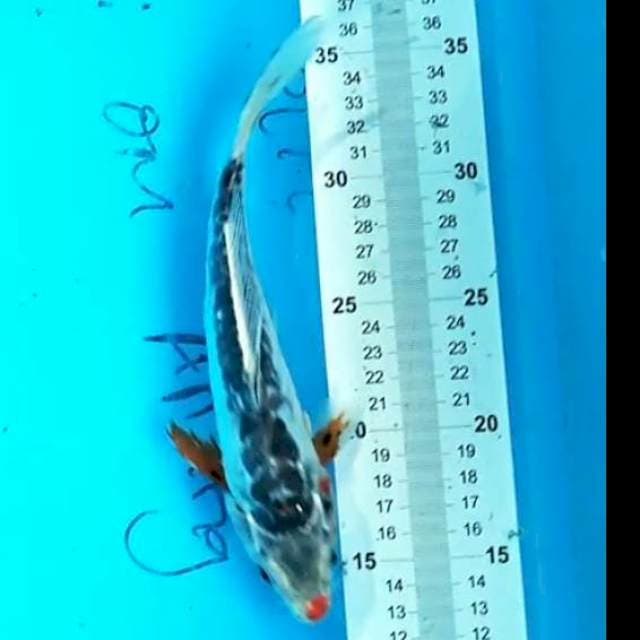 Shusui 23 cm