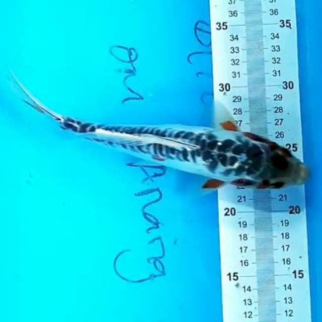 Shusui 25 cm
