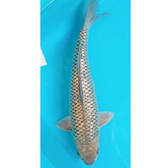 Sora Ginrin Jantan 31cm