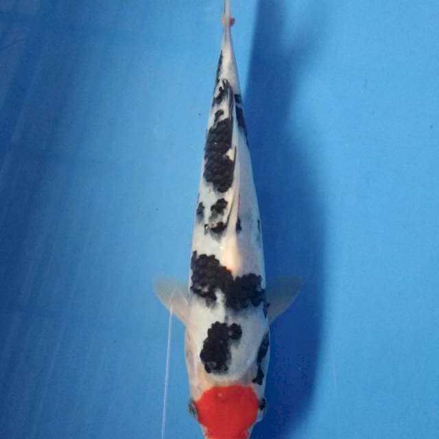 Tancho Bekko 25cm