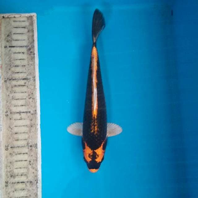 Kabuto