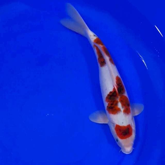 Ai Goromo 38cm