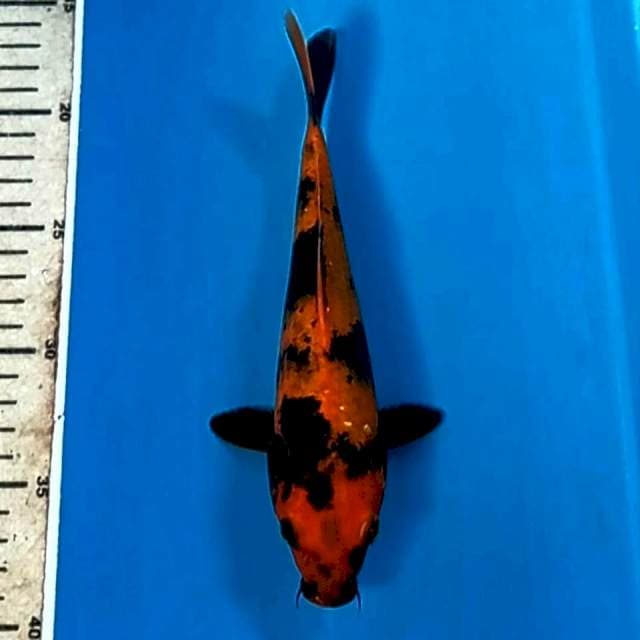 Hi utsuri, 22 cm