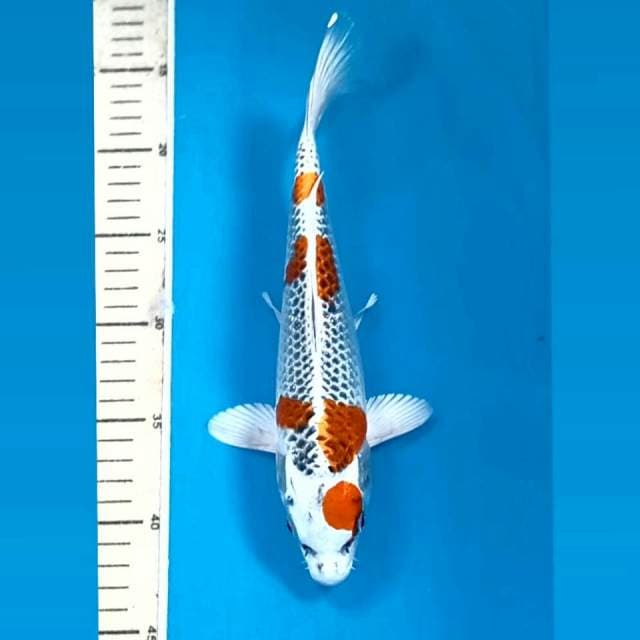 Kujaku, 27 cm