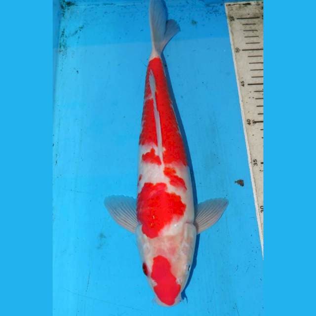 HARUNO KOHAKU SAKURA 36cm