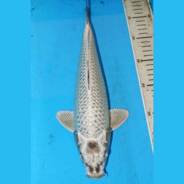 SILVER WOLF GINRIN 34cm