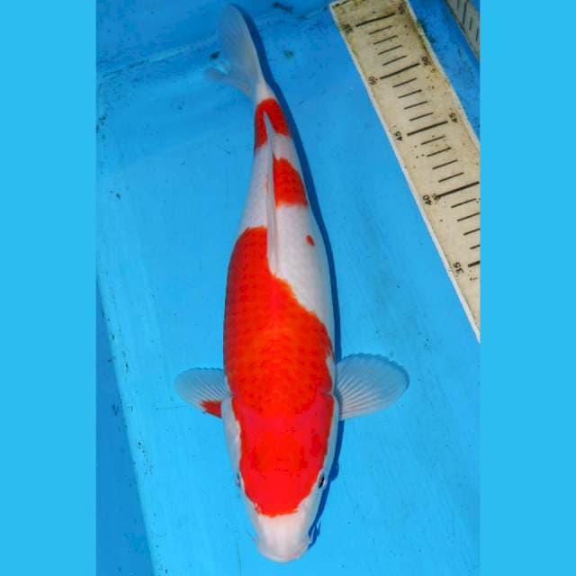 SANDAN KOHAKU BULKY 36cm