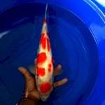 Kohaku 37 cm