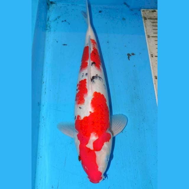 SANKE 37cm