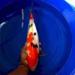 Sanke 37 cm