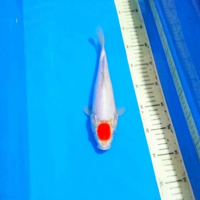 Tancho kohaku