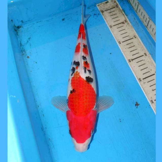 TSUBOSUMI SANKE 33cm