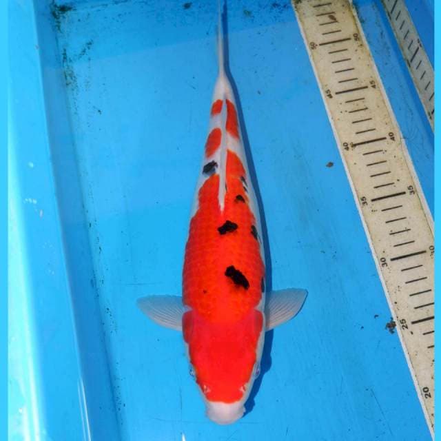 SANKE BERSIH34cm