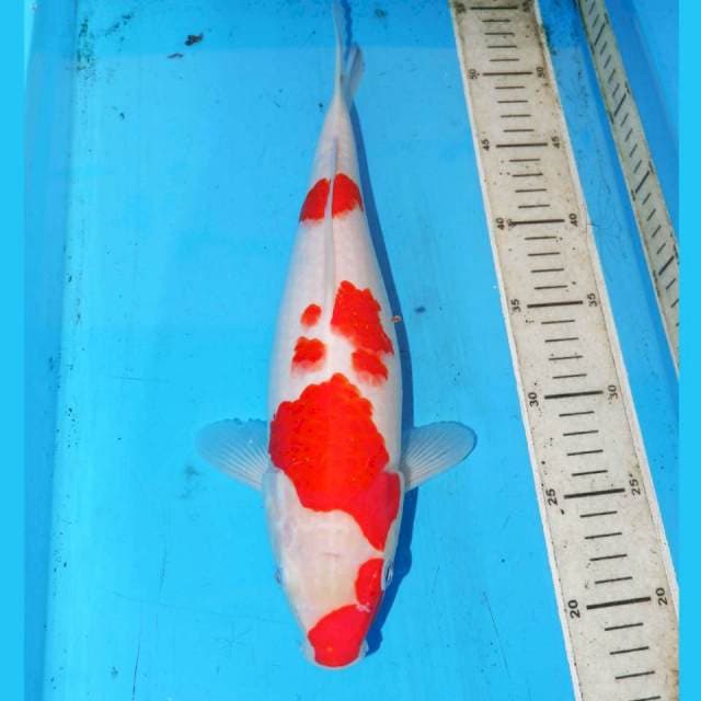 KINDAY KOHAKU 35cm