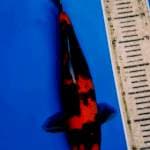 36 cm Hi Showa